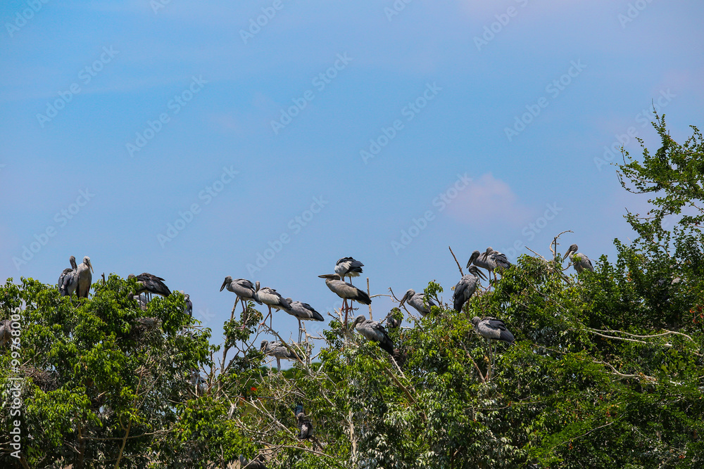 group of Mycteria leucocephala bird group of Mycteria leucocephala bird