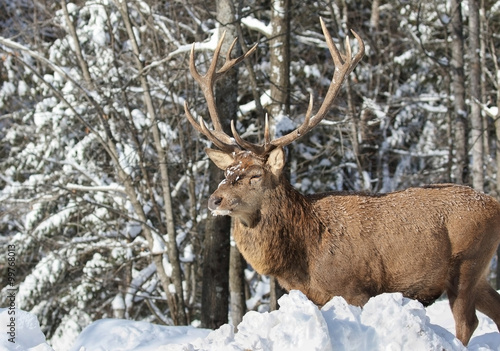 cerf rouge en hiver