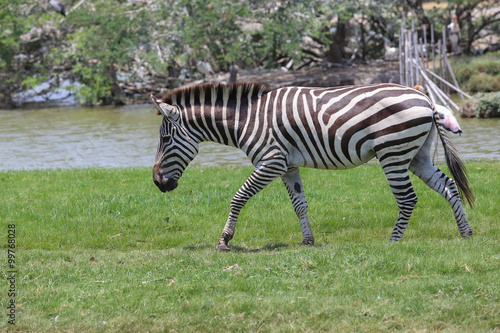 Zebra in a zoo