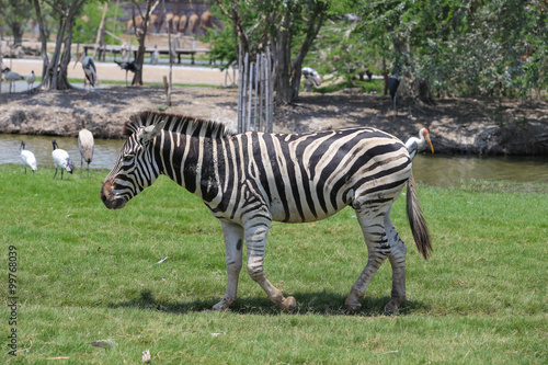 Zebra in a zoo