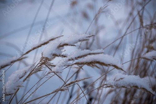 Dry grass cowered with snow, nature background © l_v_v