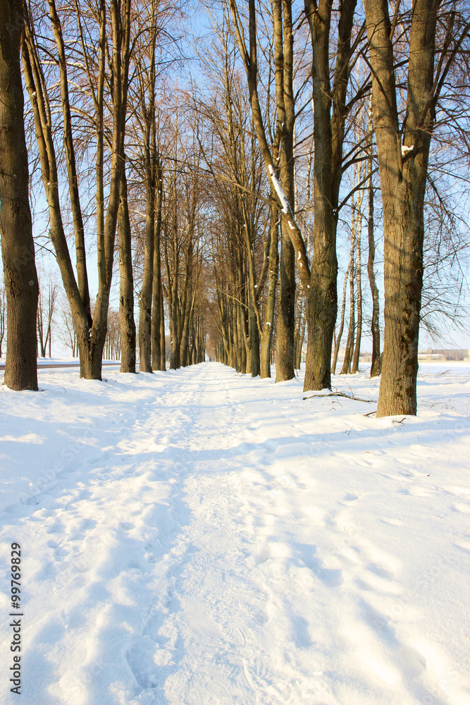 Winter. Winter road through snowy fields and forests. Winter road surrounded by snow-covered trees Winter. Winter road through snowy fields and forests. Winter road surrounded by snow-covered trees