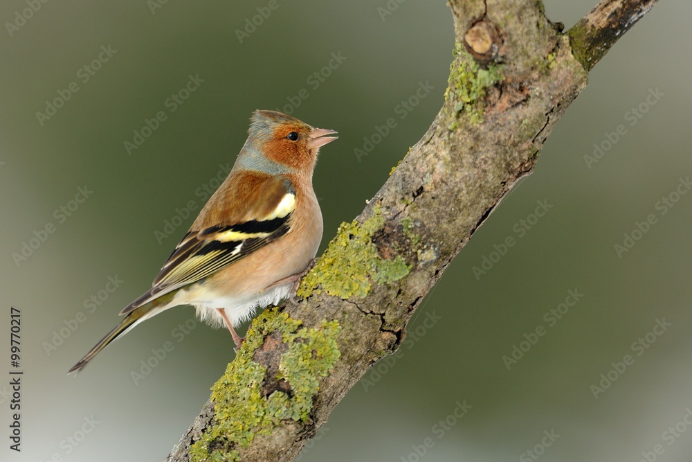 Fototapeta premium Finch (Fringilla coelebs)
