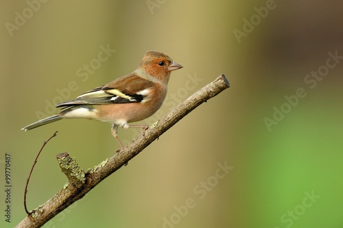 Finch (Fringilla coelebs)