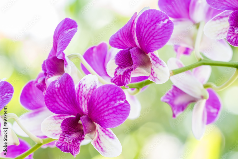 Naklejka premium Dendrobium sonia orchid