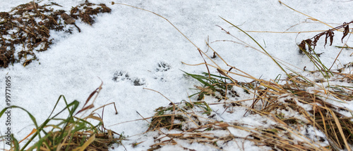 Traces on the snow ferret photo