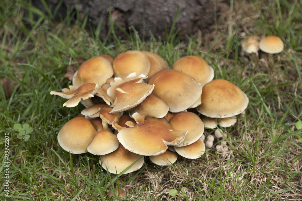bunch of mushrooms bunch of mushrooms
