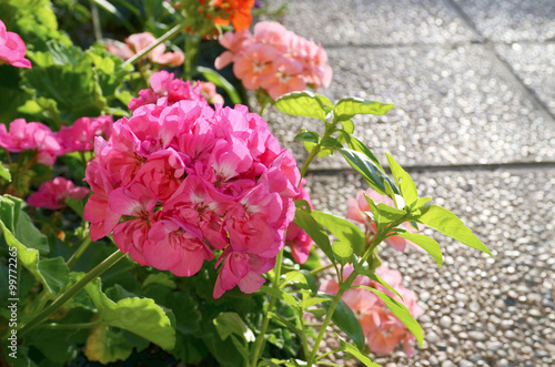 Fototapeta Naklejka Na Ścianę i Meble -  Geranium flowers in the garden.