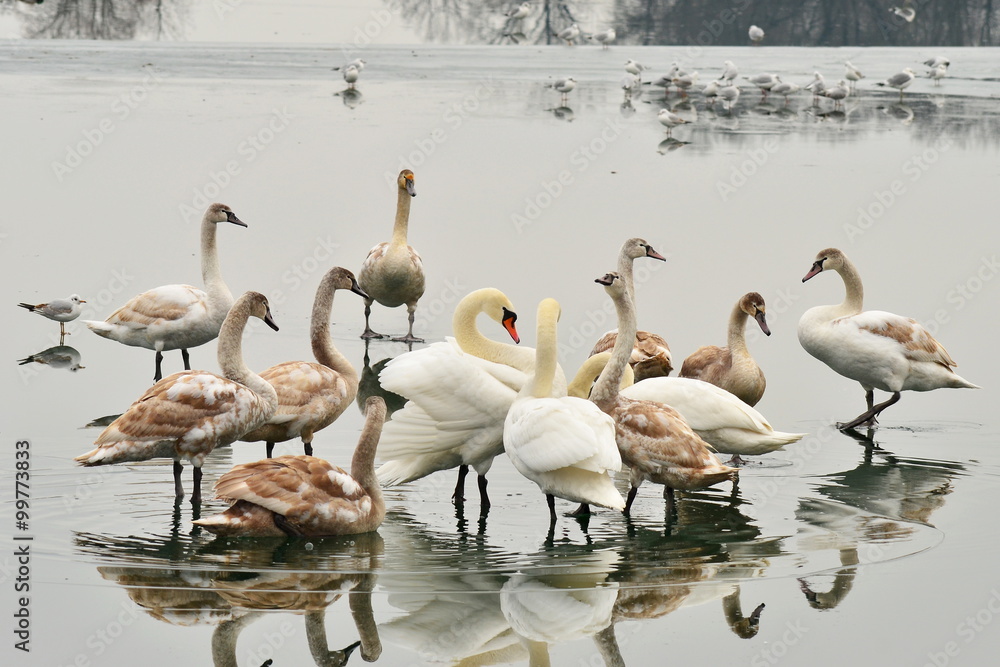 Fototapeta premium thaw