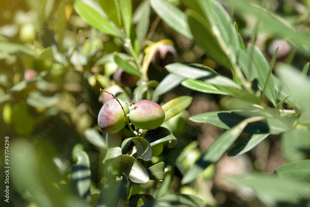 Ripe mediterranean olives. Olive trees garden, organic olives re Ripe mediterranean olives. Olive trees garden, organic olives re