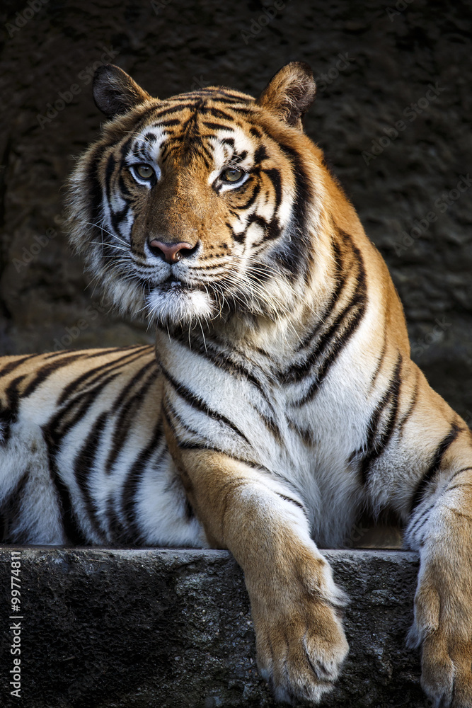 Fototapeta premium Tygrys z relaksującym wieczorem