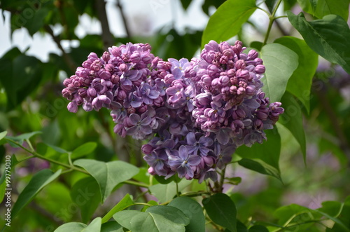 Blooming purple lilac beautiful flowers in the garden  photo