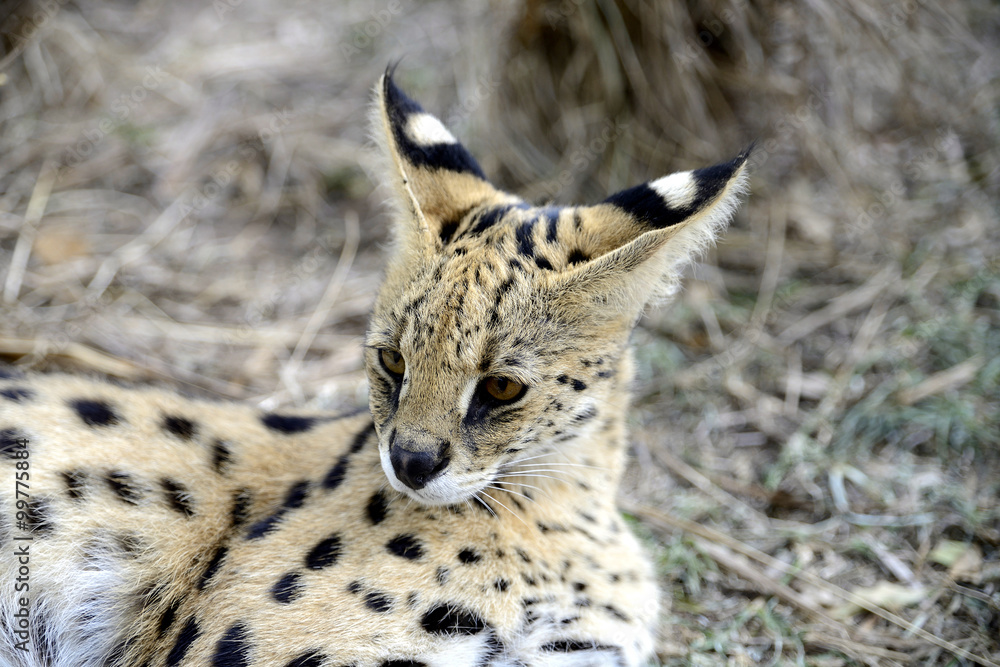 Fototapeta premium Serval, Hluhluwe, South Africa