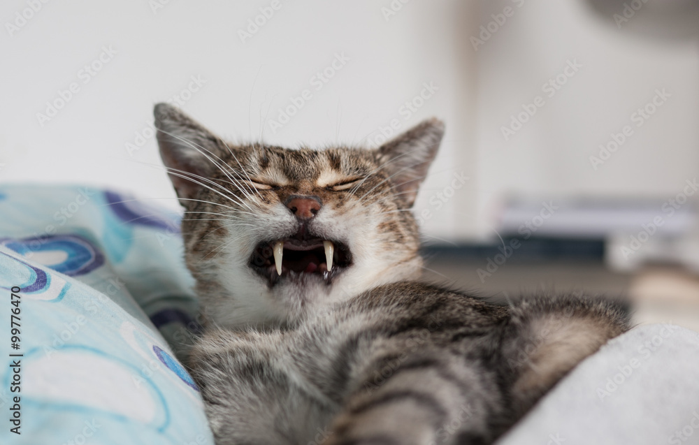 sleeping cat
sleeping cat