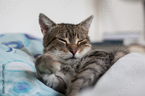 sleeping cat 