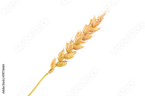 Ears of ripe wheat isolated on a white