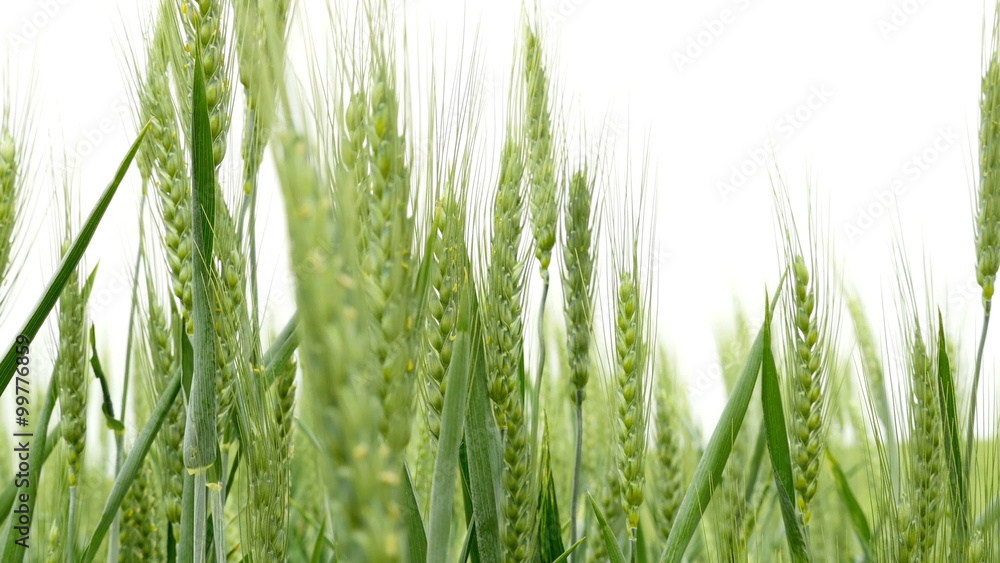 Male hand touching wheat in green summer field Male hand touching wheat in green summer field