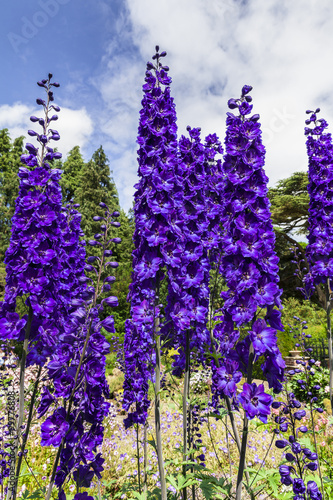 Tall dark blue delphinium flowers in a herbaceous border of an English Garden Fototapete