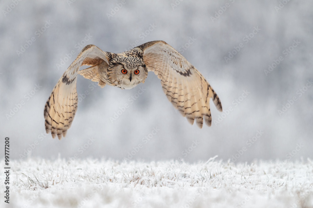 Fototapeta premium flying owl in snow