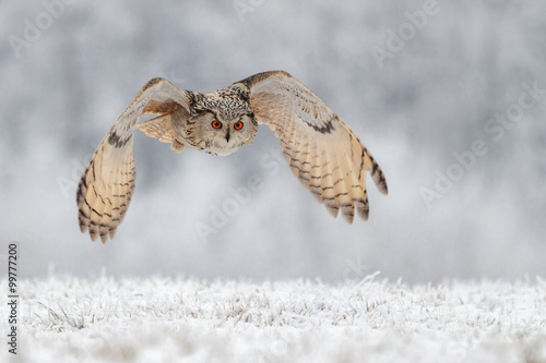 flying owl in snow