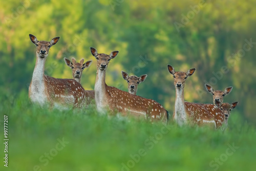 fallow deer family - doe mothers and fawn babies
