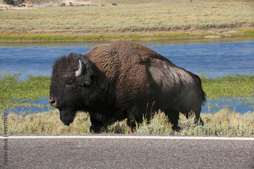 big bison yellowstone