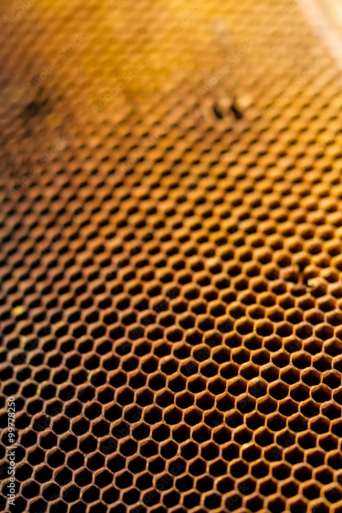 Honeycomb cells closeup from beehive