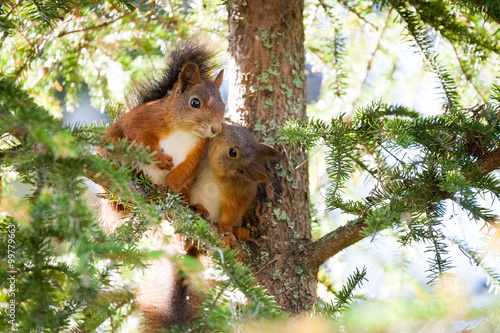 A very cute red Scandinavian squirrel baby is kissing another squirrel. Pure love.
