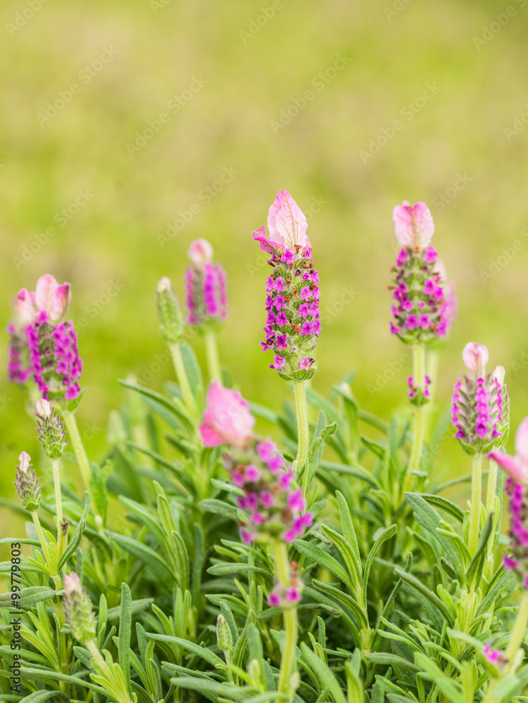 Obraz premium Lavendel Blüten Duft Pflanze