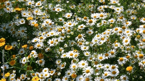 Sommerliche Wiese mit viel Kamille photo