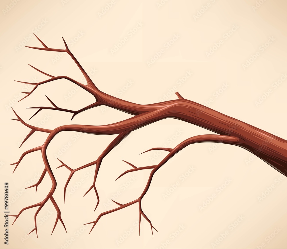 Fototapeta premium Bare tree branch