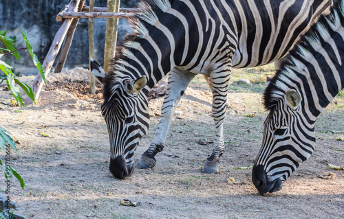 Two zebra in a Zoo