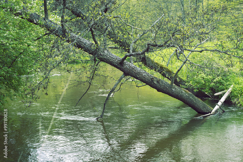 Fototapeta Naklejka Na Ścianę i Meble -  fallen trees in river