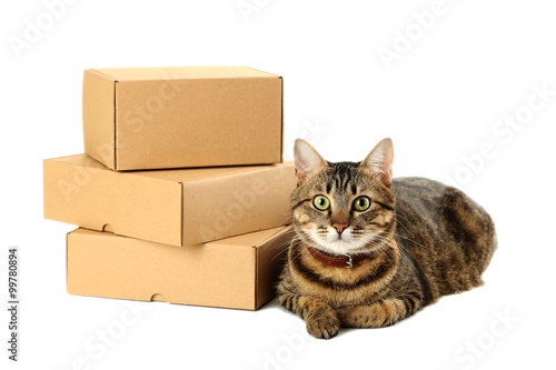Empty cardboard boxes with cat isolated on a white