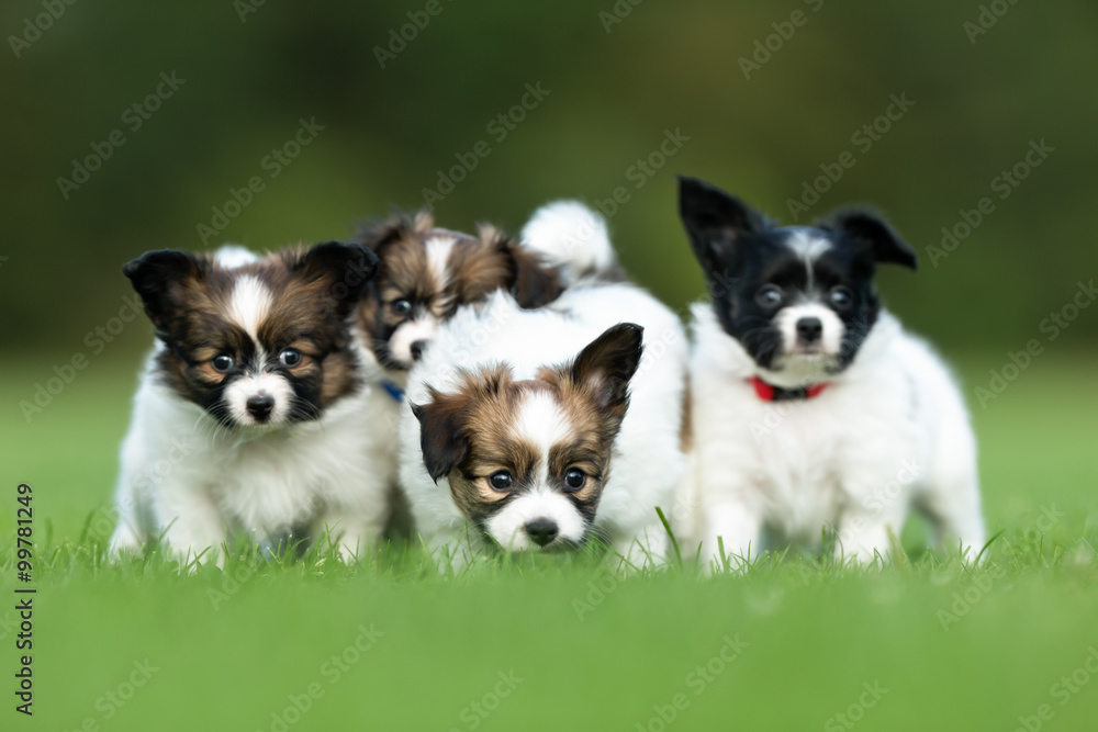 Four young papillon dog puppies