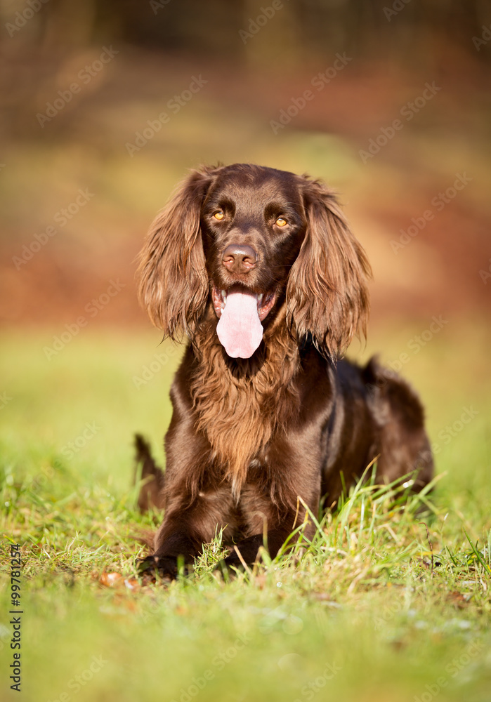 Purebred pointer dog