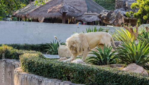 The lion in zoo