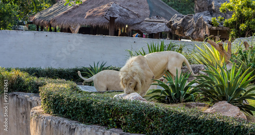 The lion in zoo photo