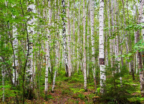 Birch forest after the rain 