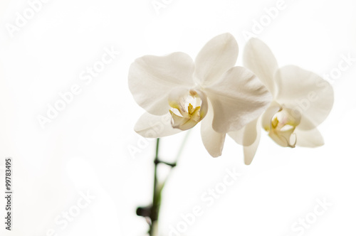 Weiße Phalaenopsis Orchidee vor weißem Hintergrund © moquai86