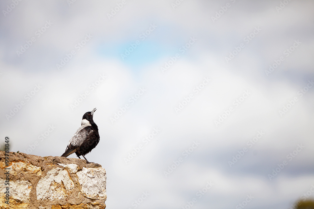 Obraz premium Australian magpie bird