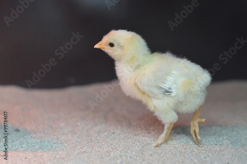 one little newborn chick on sand under infrared lamp