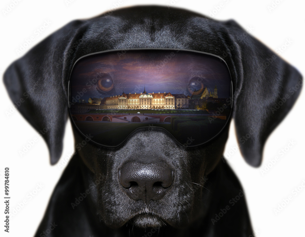Zamek Królewski w Warszawie - fotomontaż z psem - obrazy, fototapety, plakaty 
