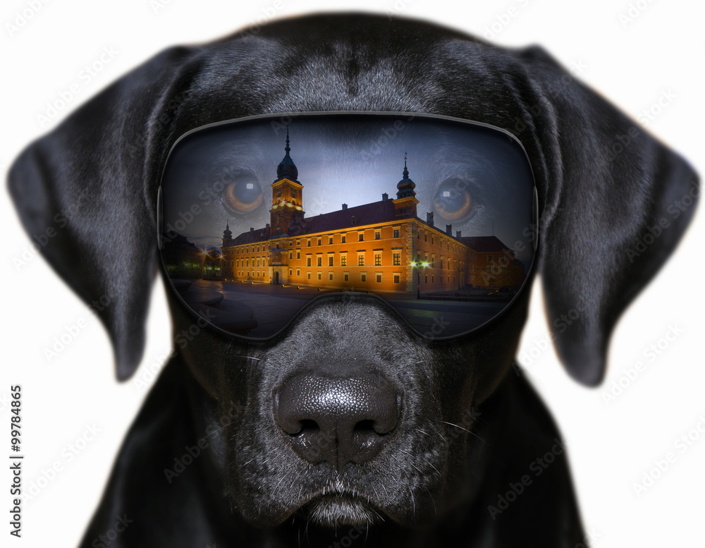 Zamek Królewski w Warszawie - fotomontaż z psem - obrazy, fototapety, plakaty 