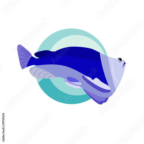 flat tropical fish