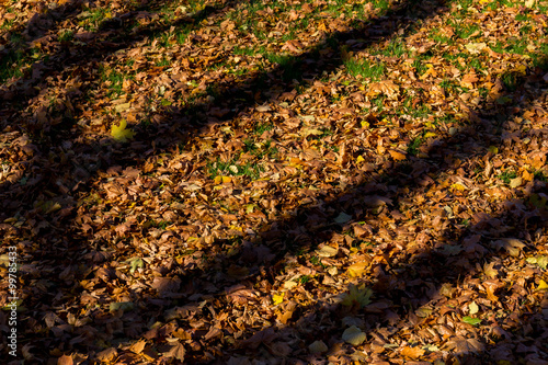 Shadows from trees on fallen autumn leaves