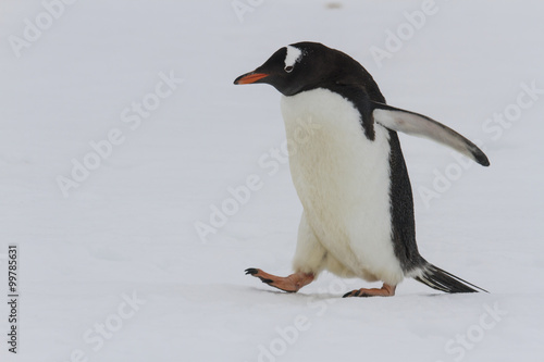 Adult gentoo penguin waddling on snow