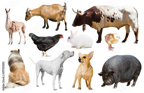   farm animals. Isolated © JackF