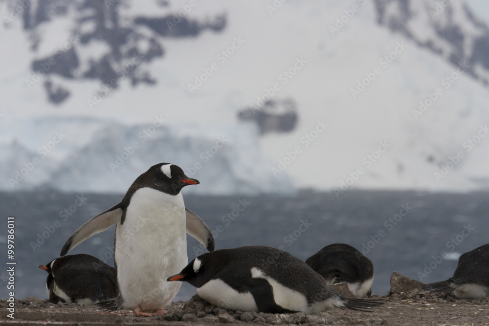 Naklejka premium Gentoo penguin mating pair