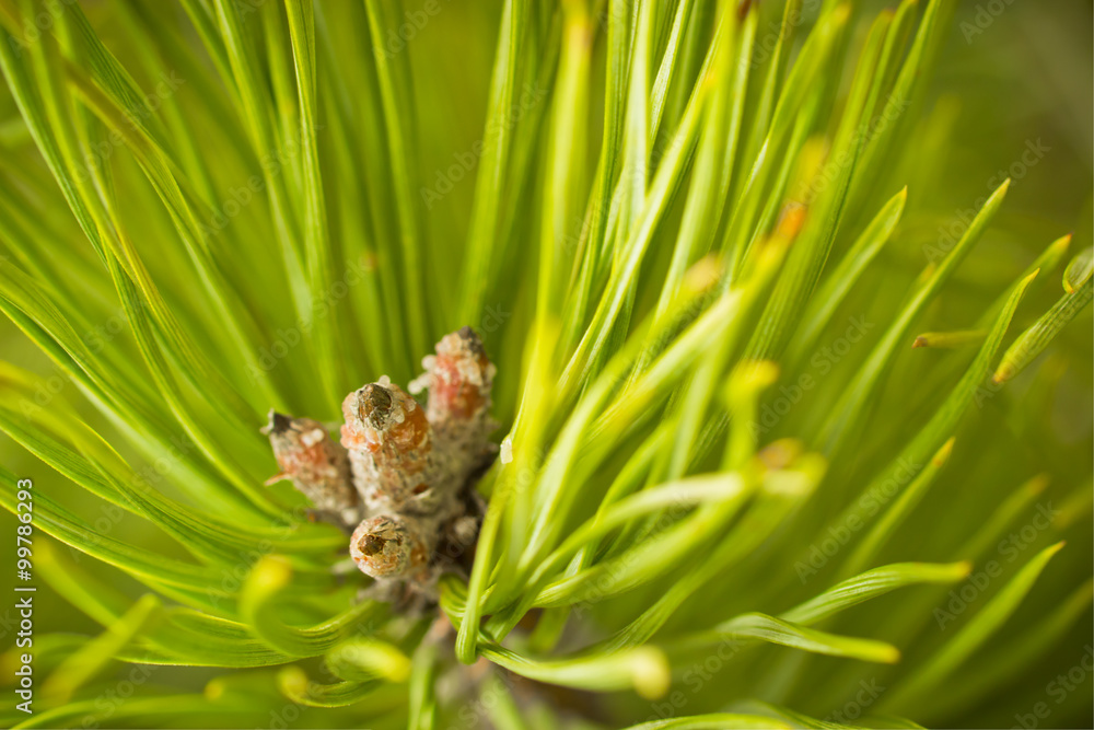 Obraz premium Resinous pine buds